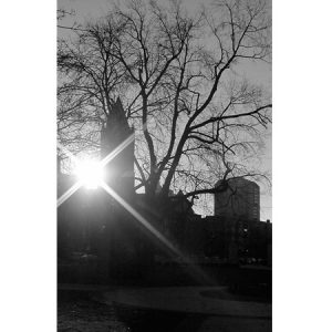 Black and white photograph of sun shining through trees and by outline of church