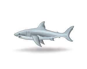 Great White Shark on white background