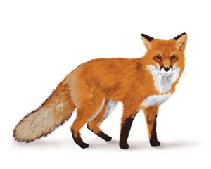 Digital Painting: Red Fox
