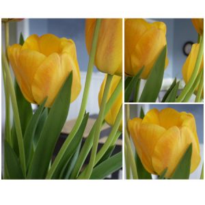 photograph collage of yellow tulips