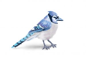Digital Painting: Blue Jay