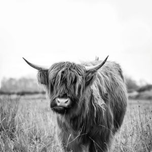 Black and White Highland Cow Art