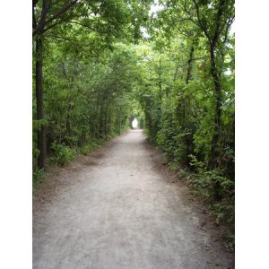 Photograph: tree covered pathway in Point Pelee National Park, Ontario