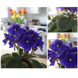photograph collage of violet plant with tulips in the background