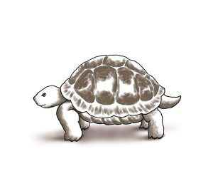 brown and black tortoise on white background