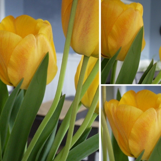 collage of yellow tulips with green leaves and stems