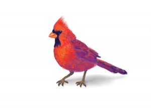 Digital Painting: Red Cardinal