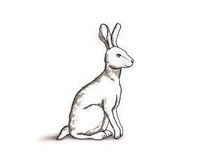 Digital Painting: Hare / Rabbit